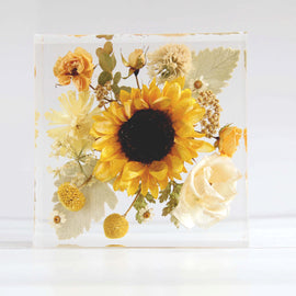 6x6 Belle